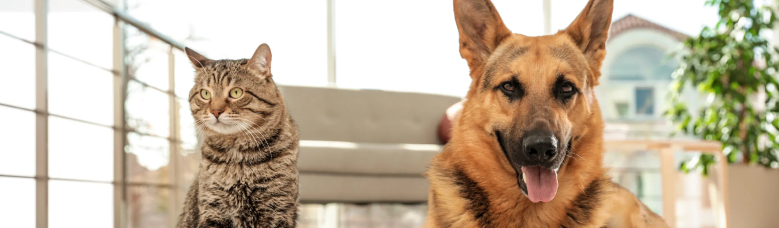 Dog and Cat sitting inside a lobby together Dog and Cat sitting inside a lobby together