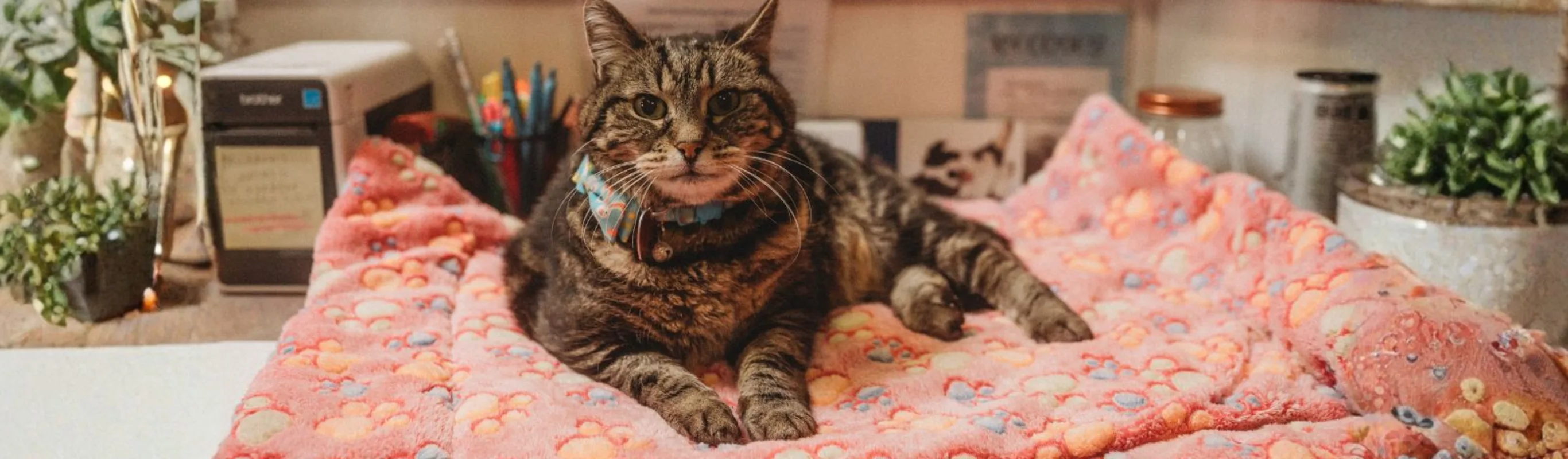 gray cat laying on pink paw print blanket gray cat laying on pink paw print blanket