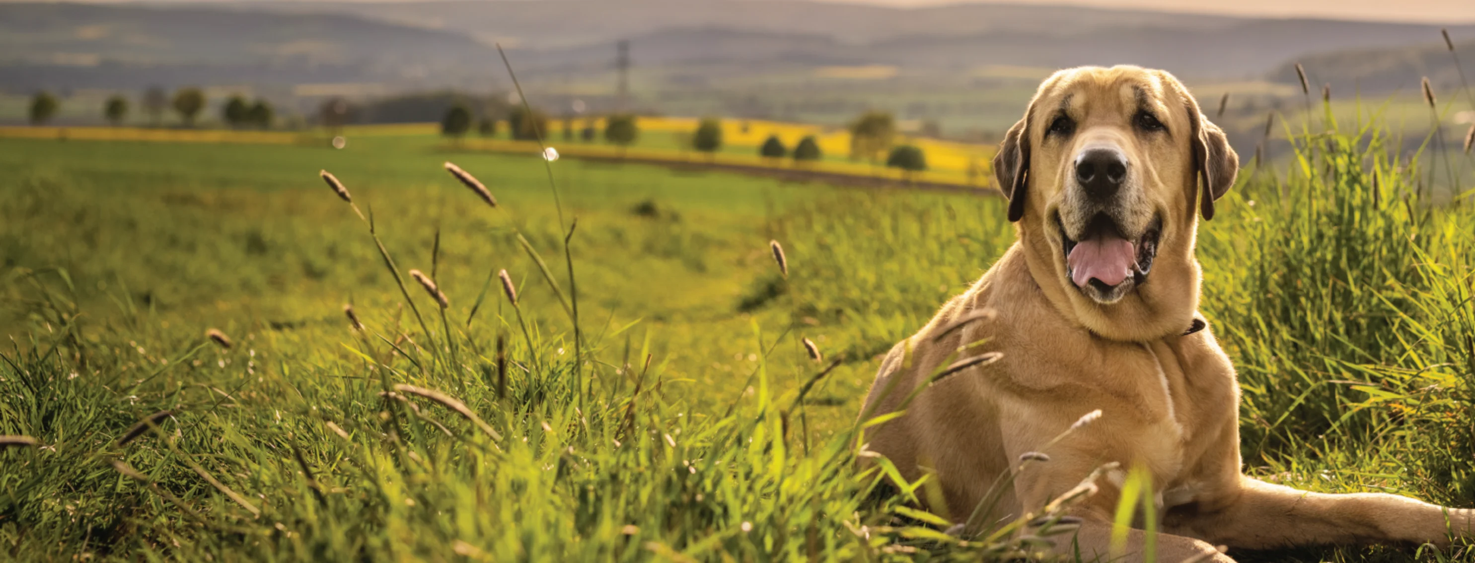 Dog in grass Dog in grass