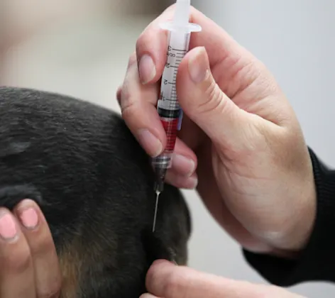 Veterinarians giving a vaccine shot at The Animalife Veterinary Center Veterinarians giving a vaccine shot at The Animalife Veterinary Center
