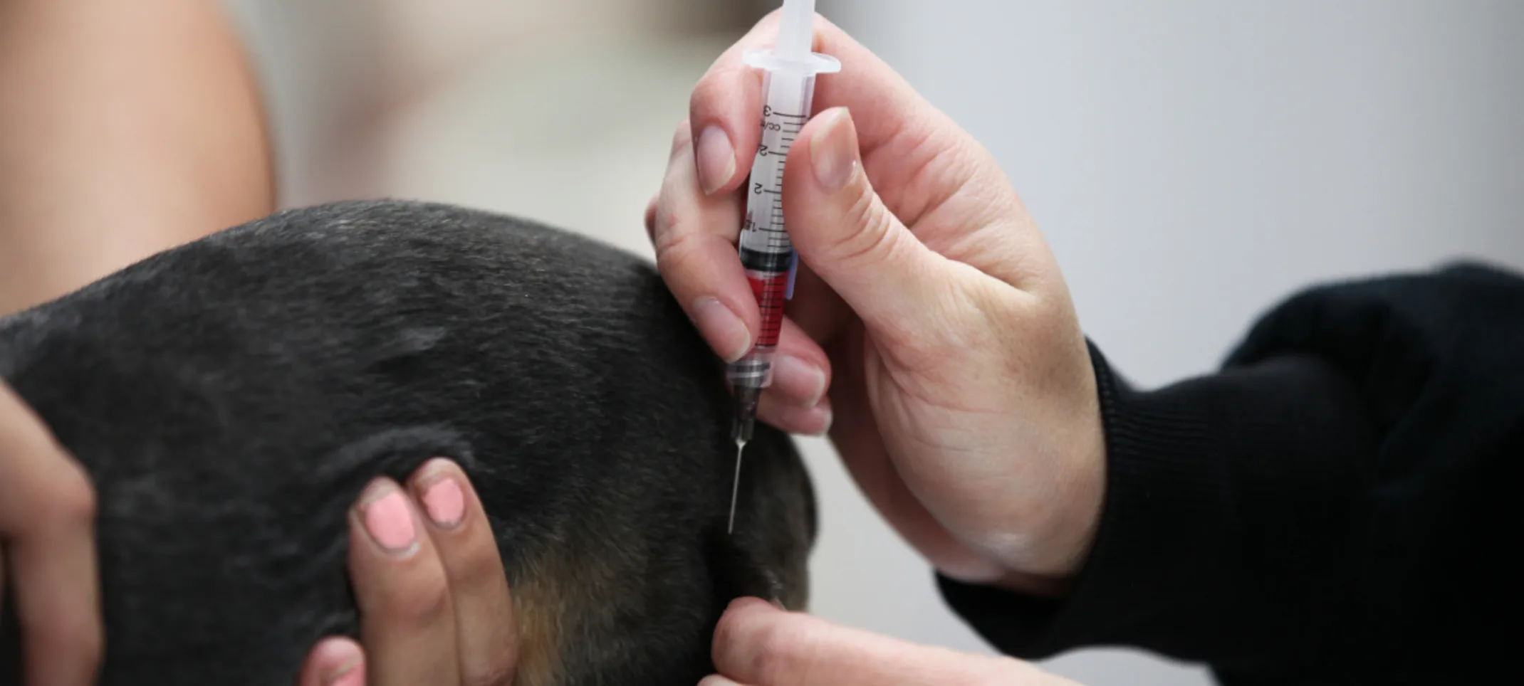 Veterinarians giving a vaccine shot at The Animalife Veterinary Center Veterinarians giving a vaccine shot at The Animalife Veterinary Center