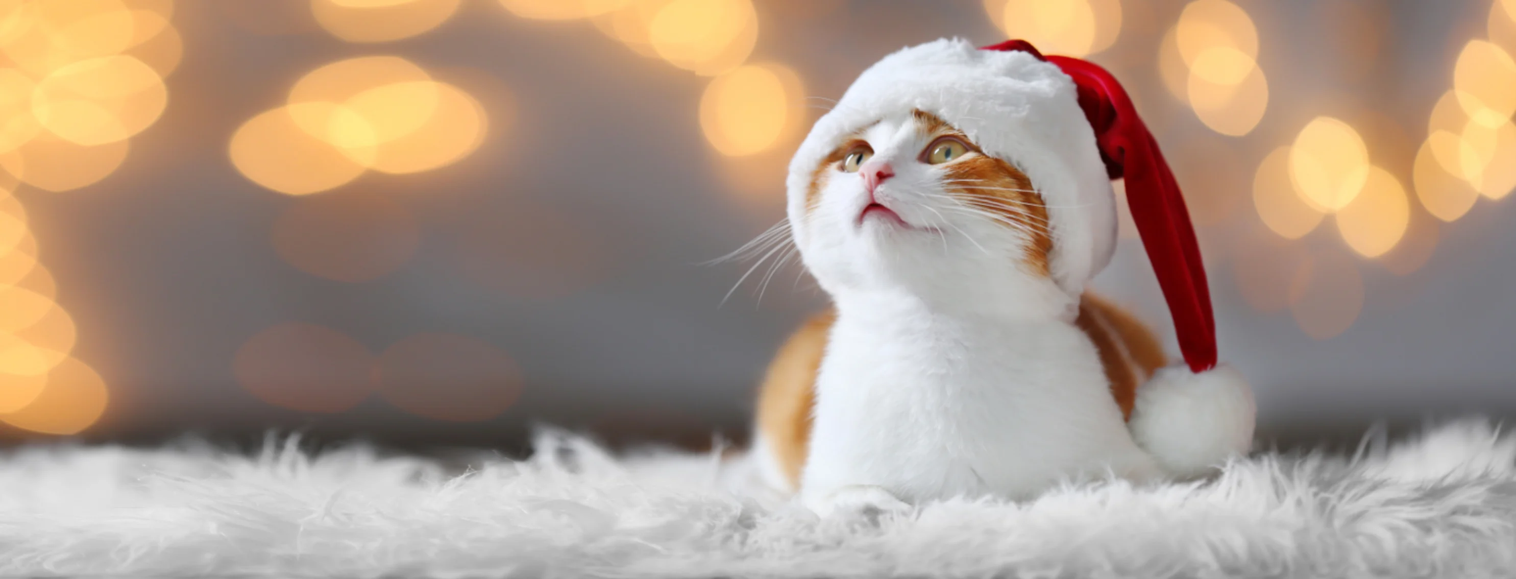 Cat with a Santa Hat