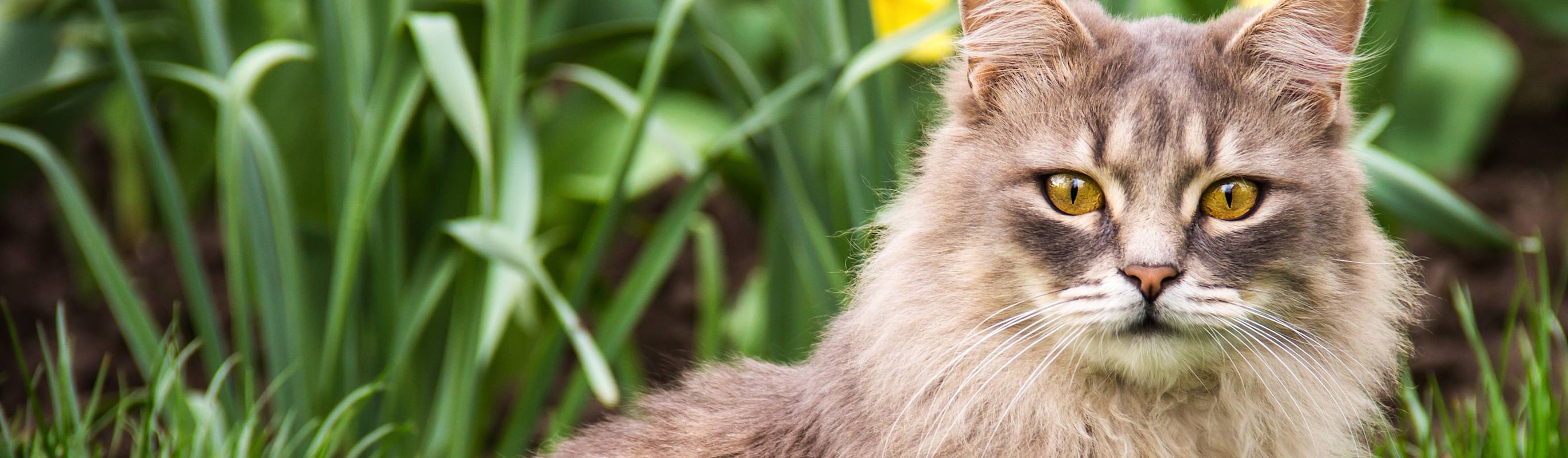 Book An Appointment In Spokane WA Garland Animal Clinic book-an-appointment-in-spokane-wa-garland-animal-clinic