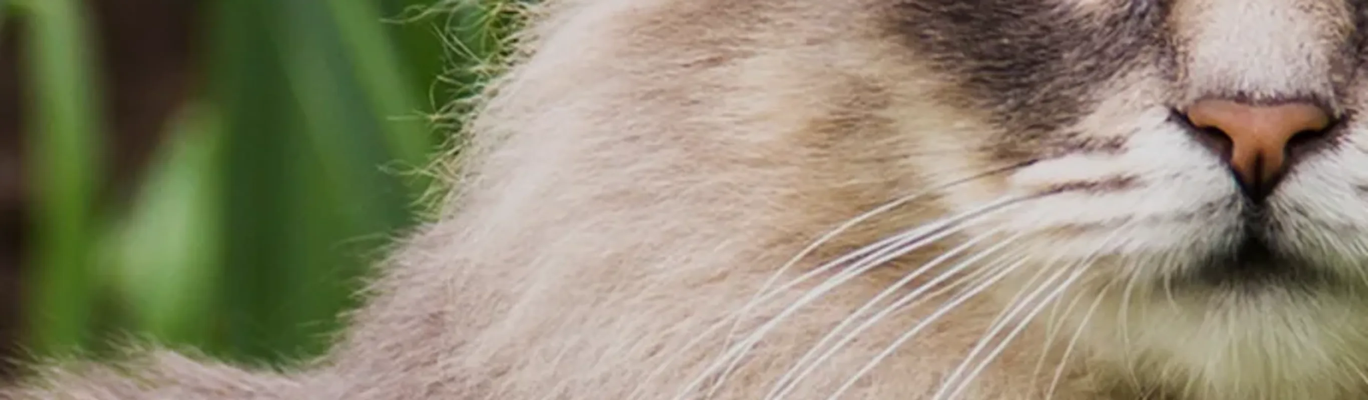 Grey cat sitting in the grass Grey cat sitting in the grass