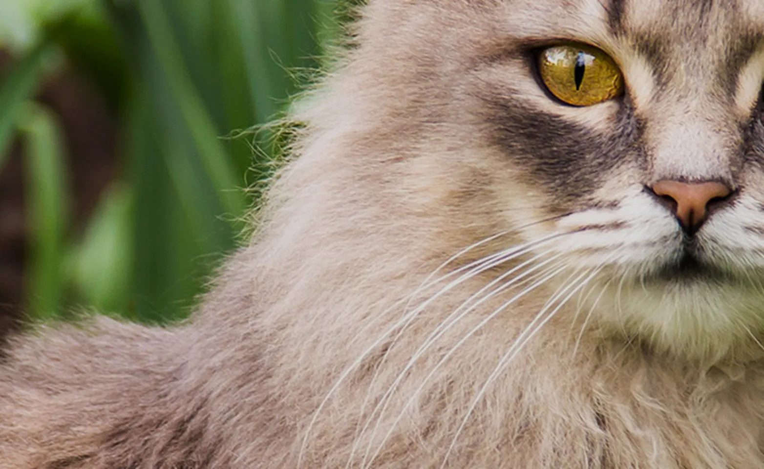 Grey cat sitting in the grass Grey cat sitting in the grass
