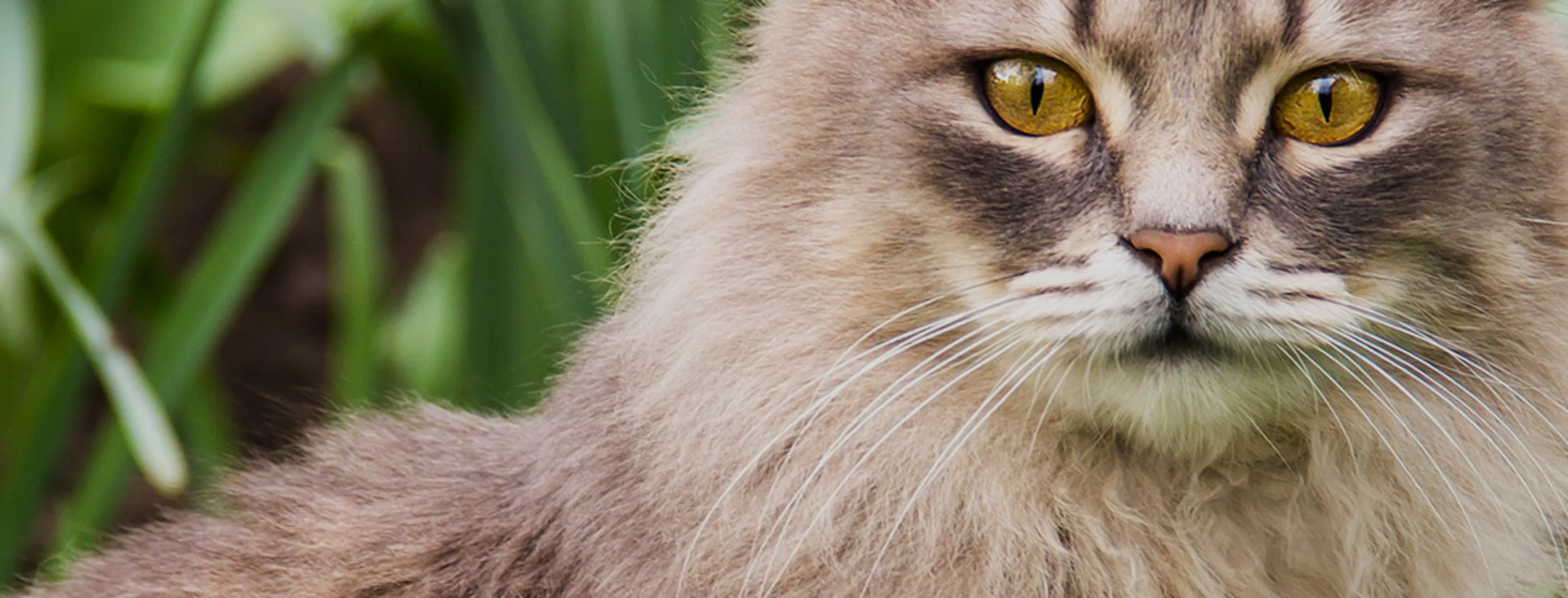 Grey cat sitting in the grass