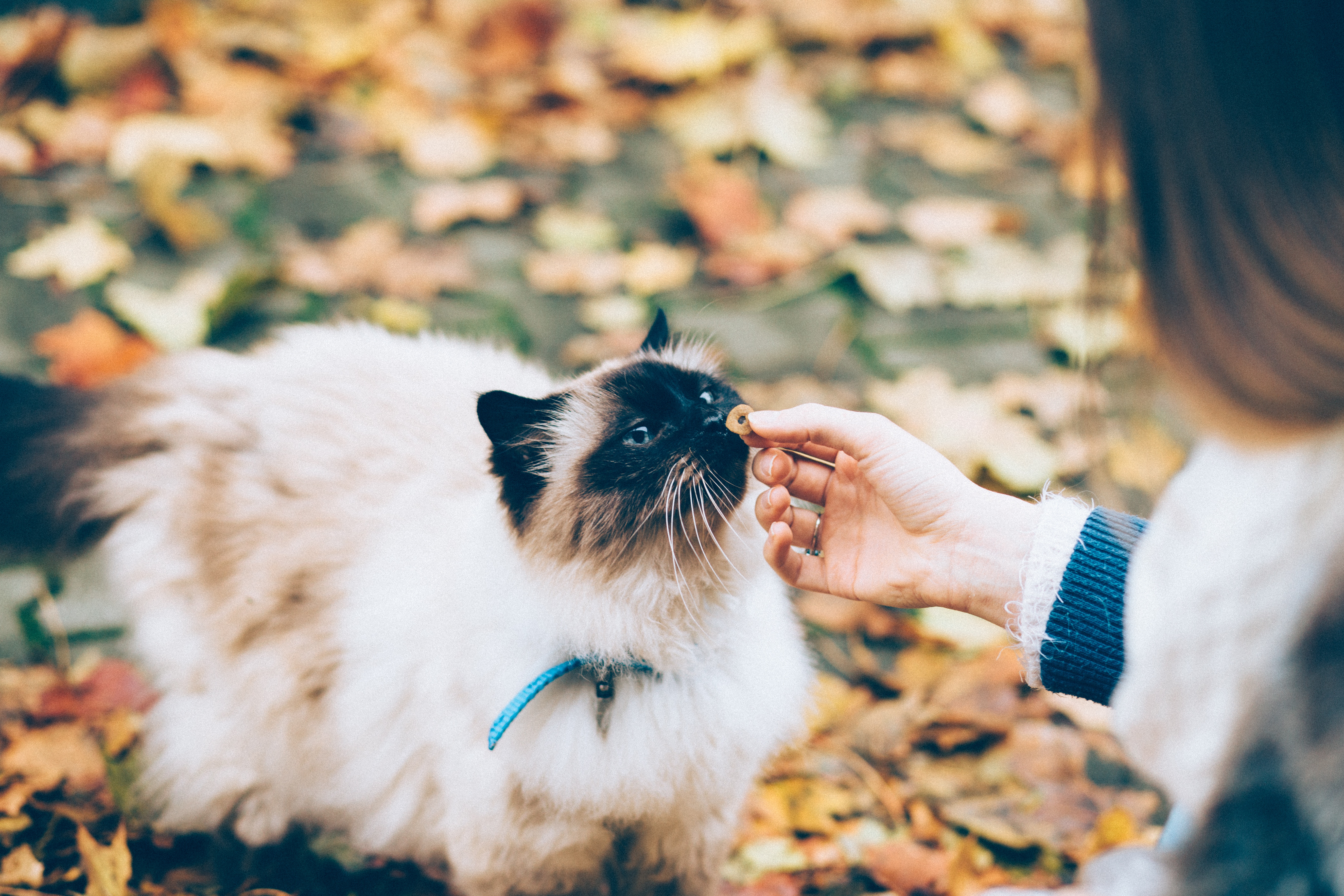 Fluffy white cat being fed 