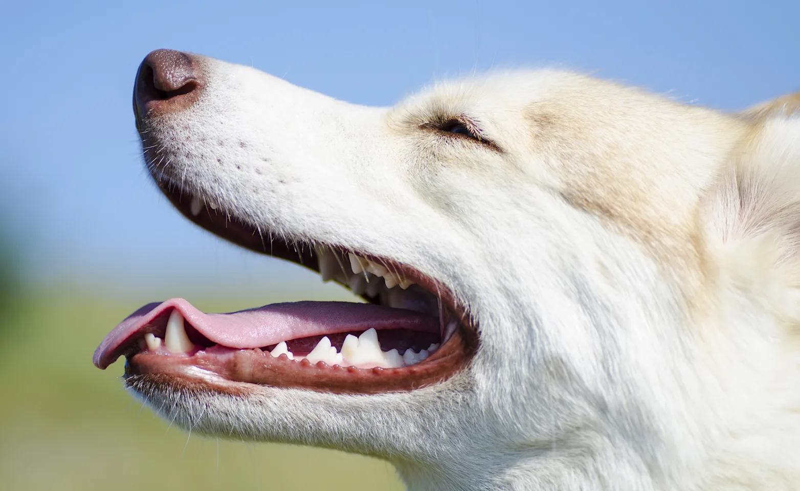 Dog showing teeth Dog showing teeth