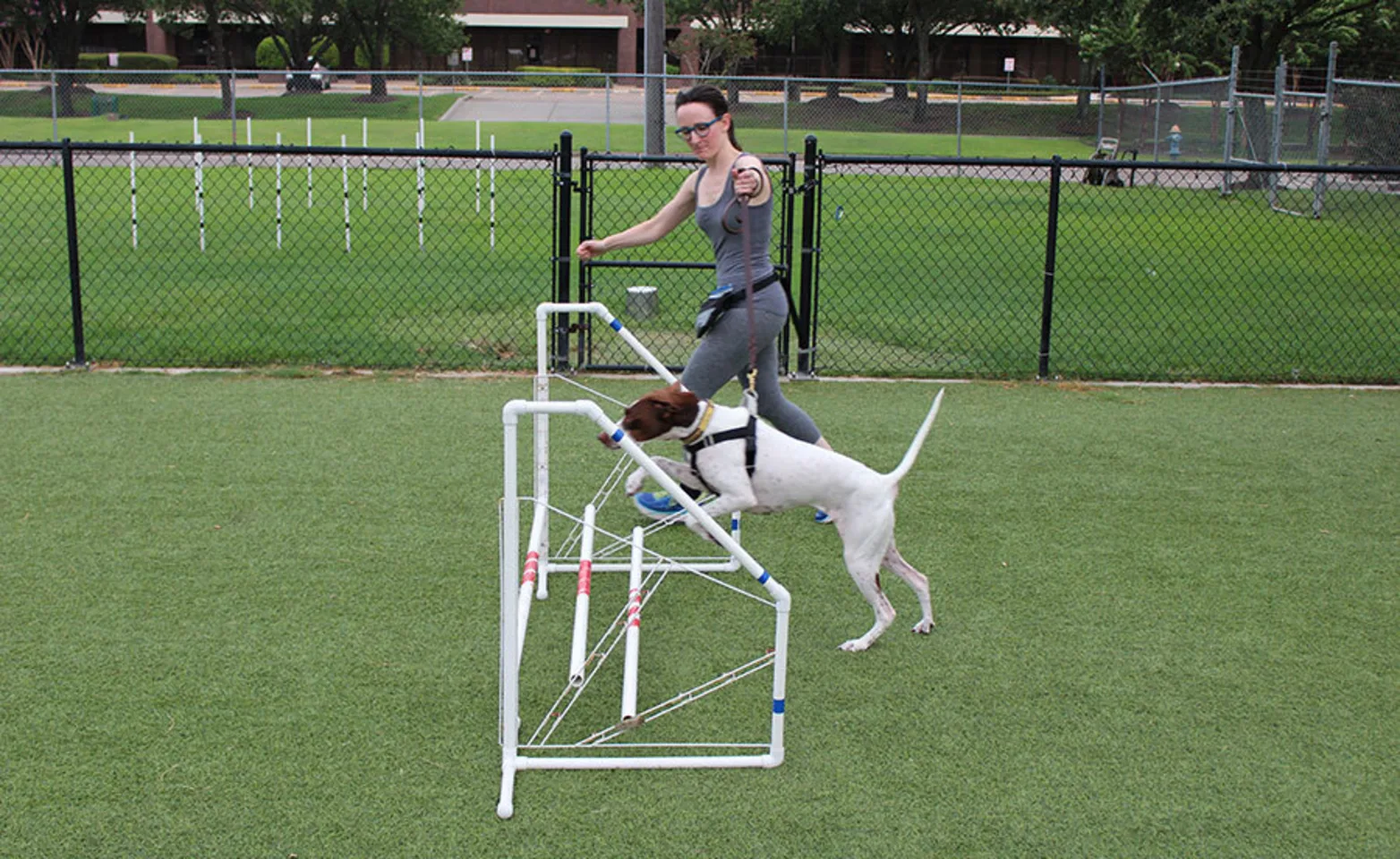 A Dog on a Leash Looks up at a Trainer A Dog on a Leash Looks up at a Trainer