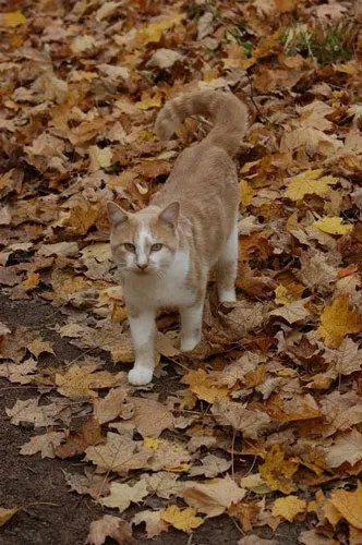 Cat standing in leaves