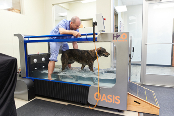 Veterinary Technician with dog in water therapy chamber.