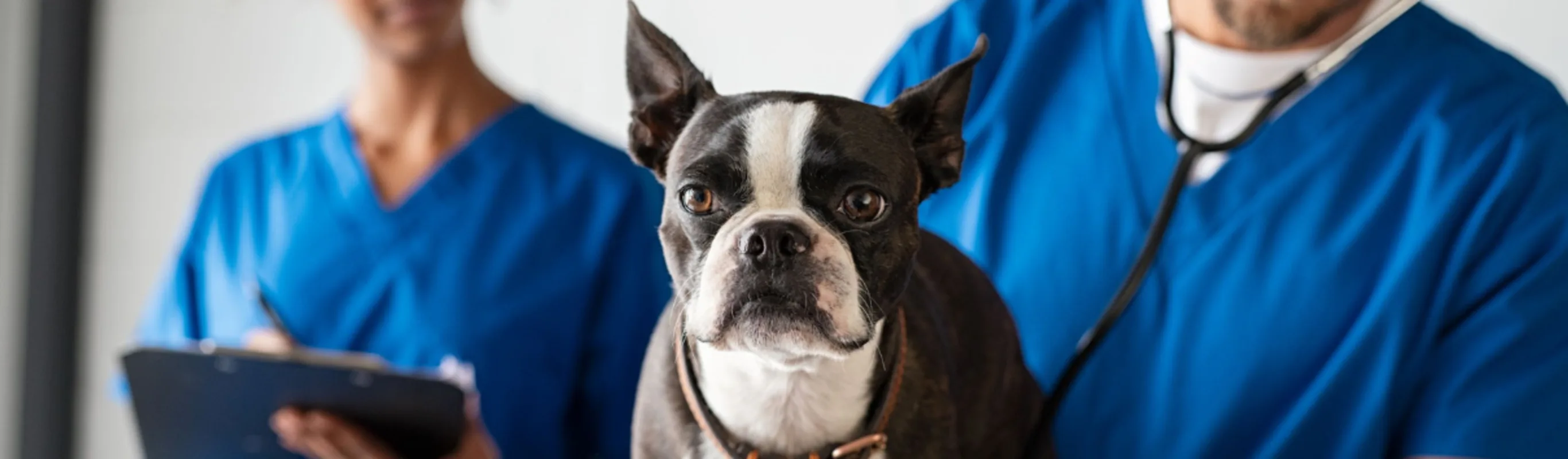 A bulldog surrounded by veterinarians. A bulldog surrounded by veterinarians.