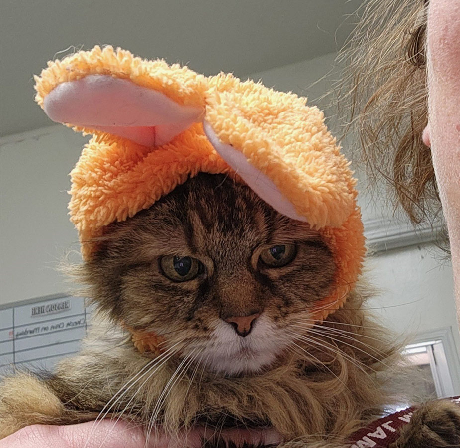 CLOSE UP OF KITTY W/ ORANGE BUNNY EARS HEADBAND