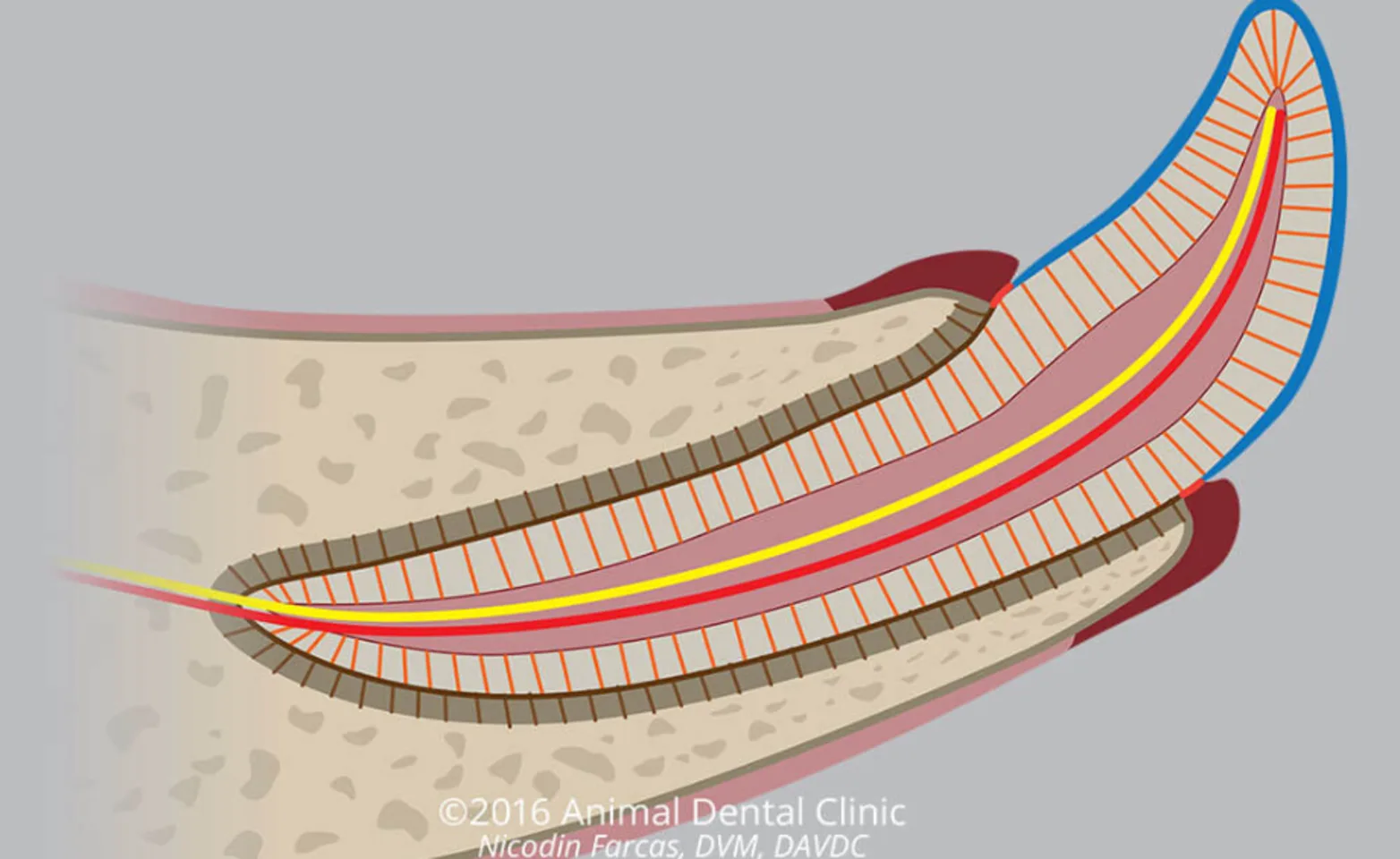 Diagram of a healthy tooth Diagram of a healthy tooth