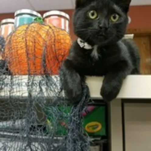 Black Cat Sitting Next to Pumpkin Black Cat Sitting Next to Pumpkin