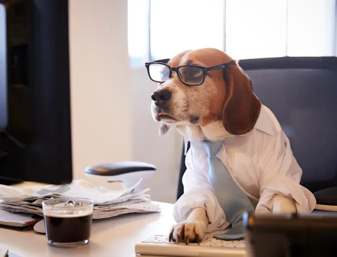 Dog Wearing Glasses Using a Computer Dog Wearing Glasses Using a Computer
