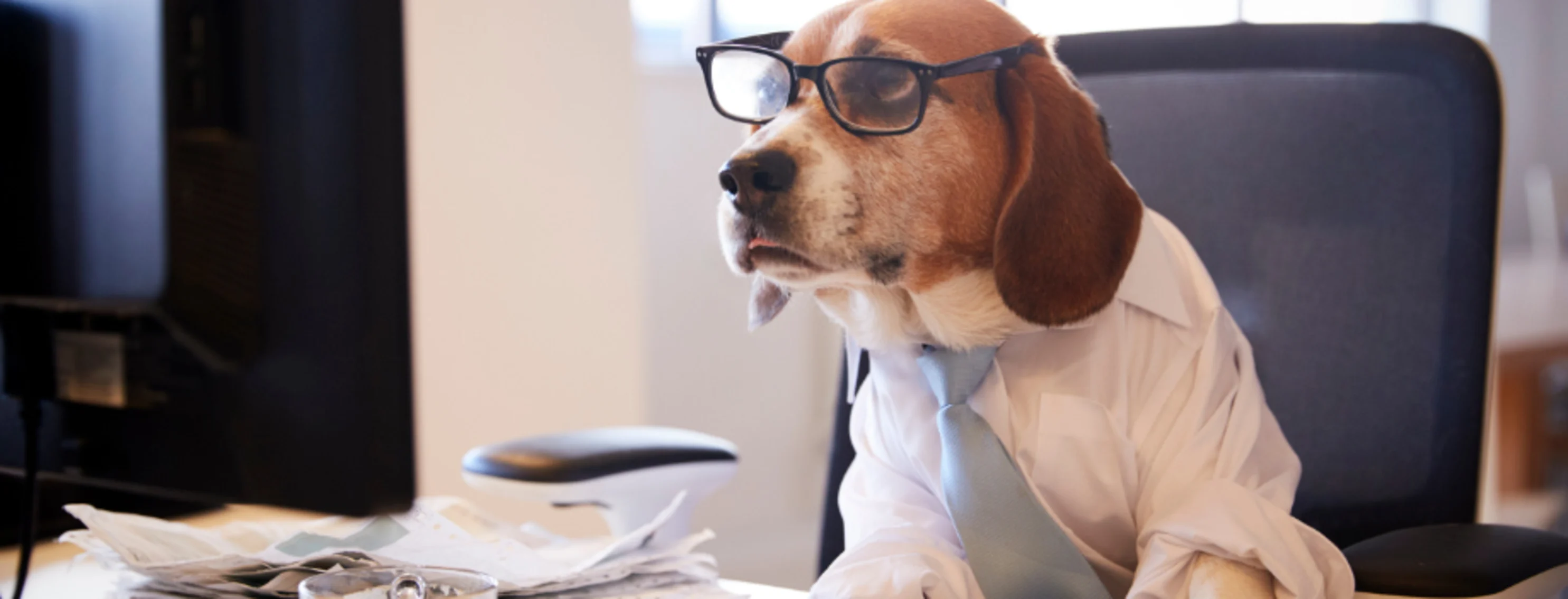 Dog Wearing Glasses Using a Computer