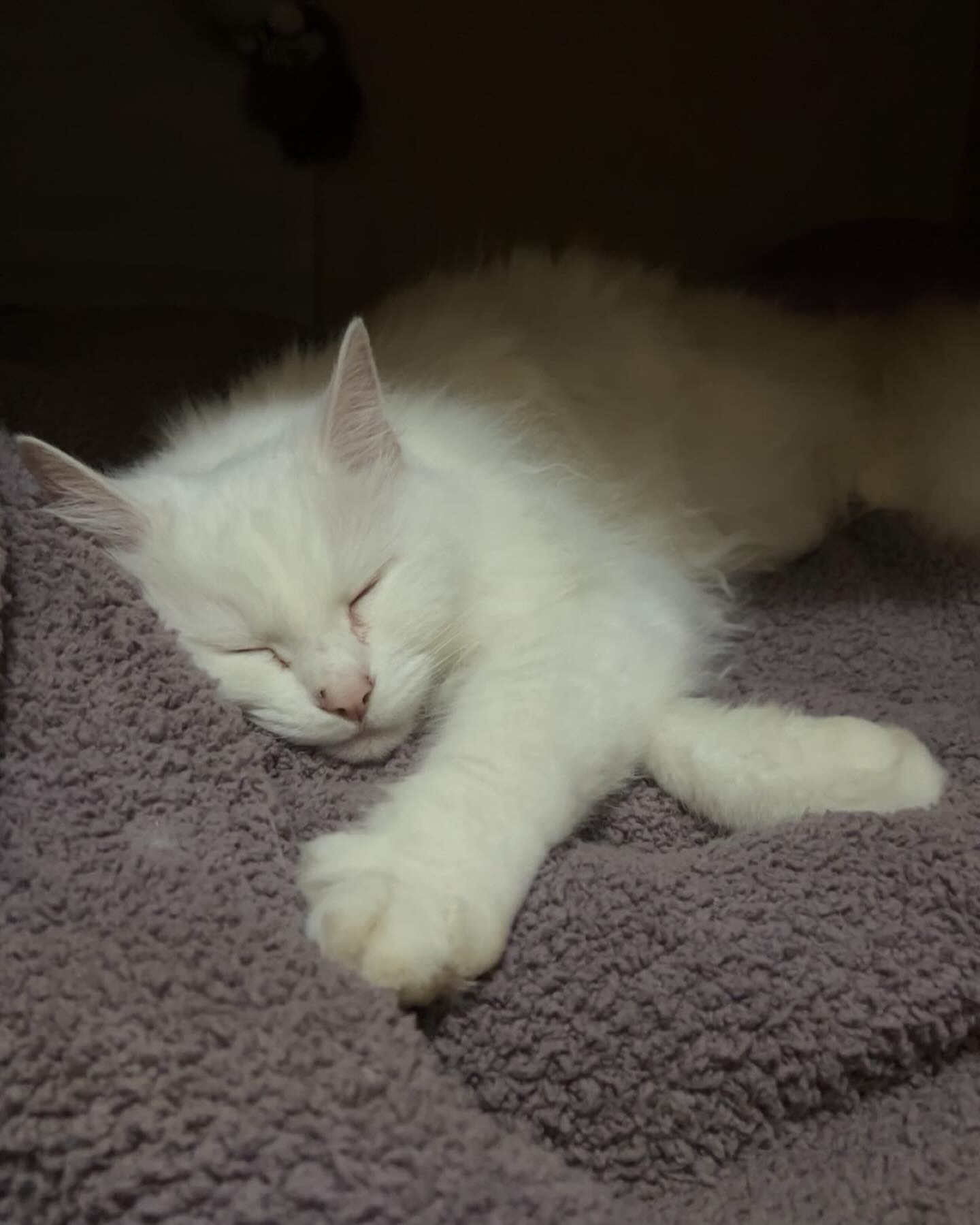 White cat sleeping on a fuzzy blanket