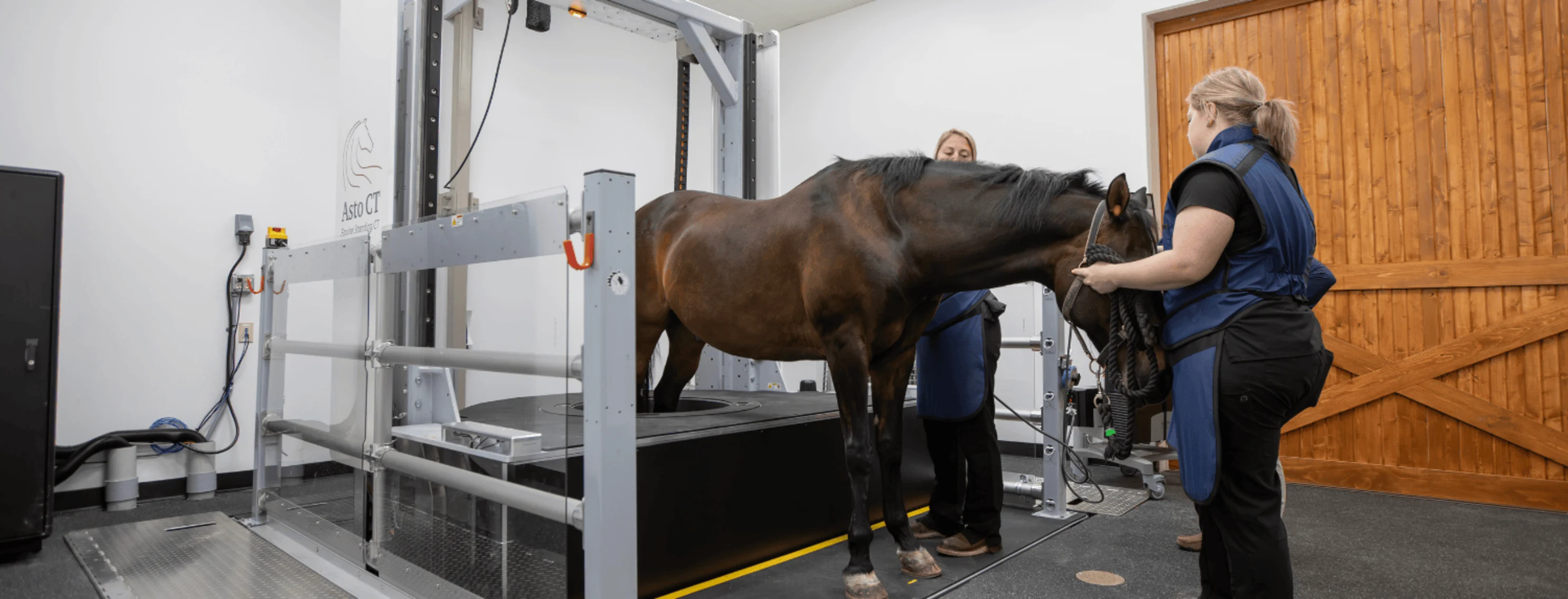Horse getting a standing CT Scan Horse getting a standing CT Scan