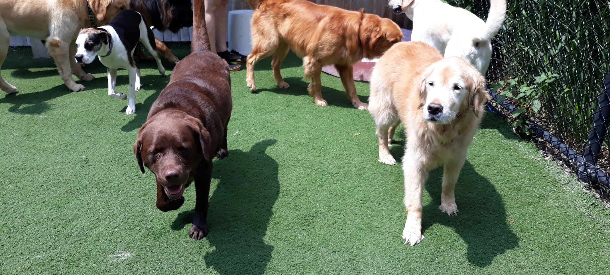 Dogs playing Dogs playing
