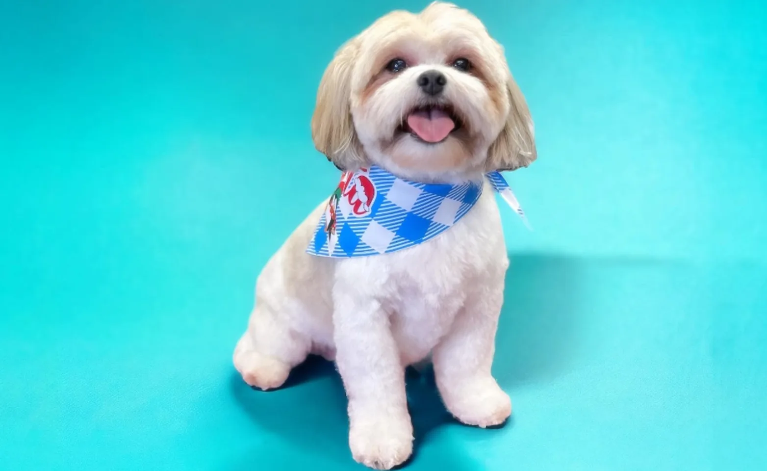 Groomed Shih Tzu smiling in a blue plaid bandana