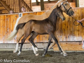 two horses being lead by a person