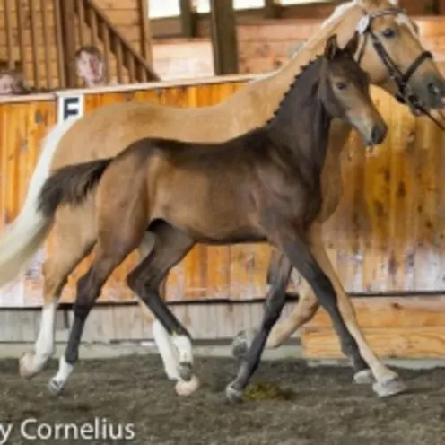 two horses being lead by a person two horses being lead by a person