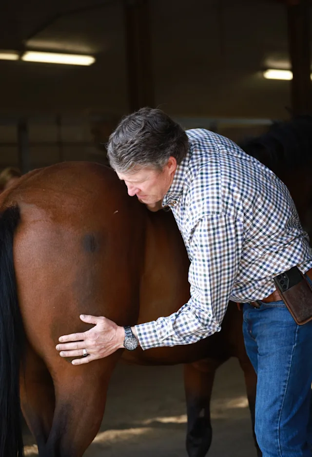 vet wrapping horse's leg vet wrapping horse's leg