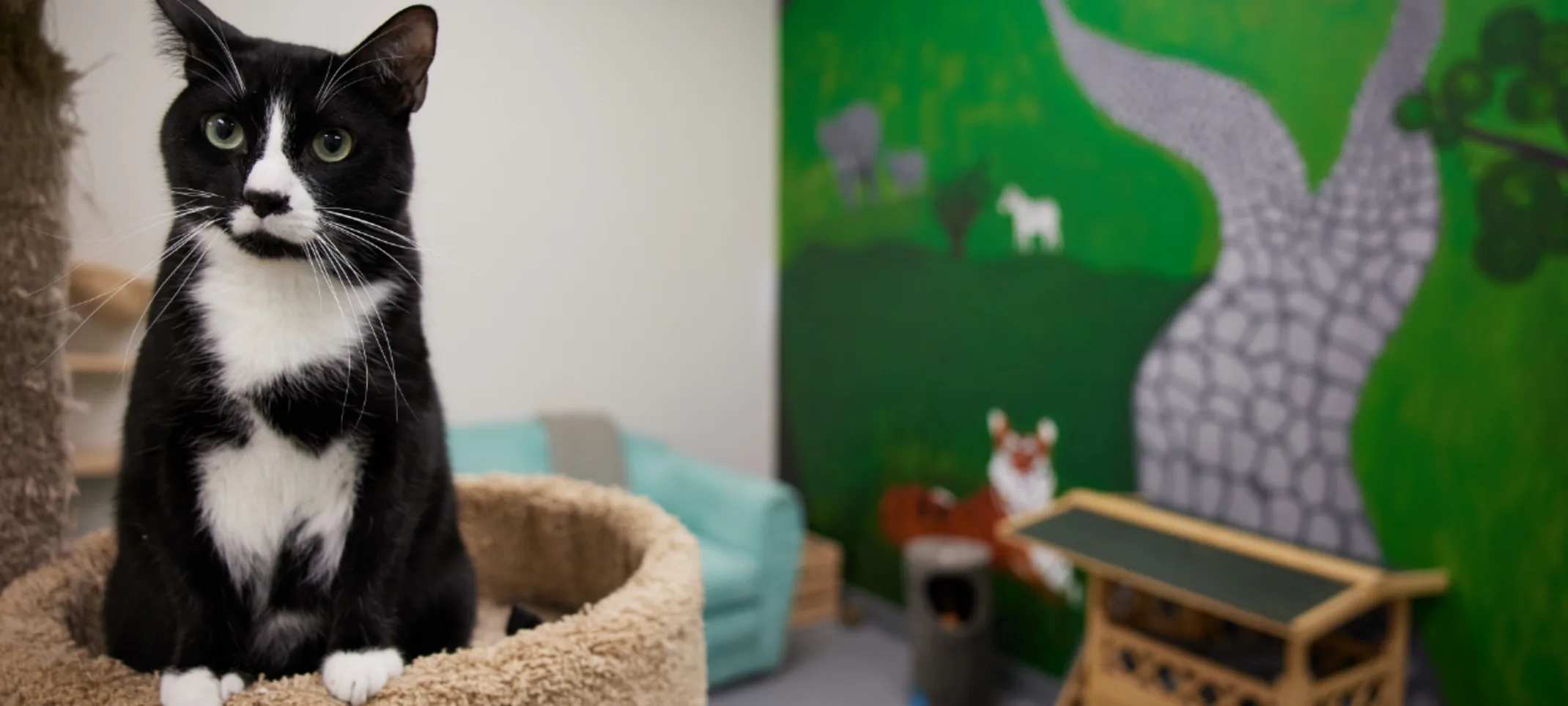 Cat in Condo Cat in Condo