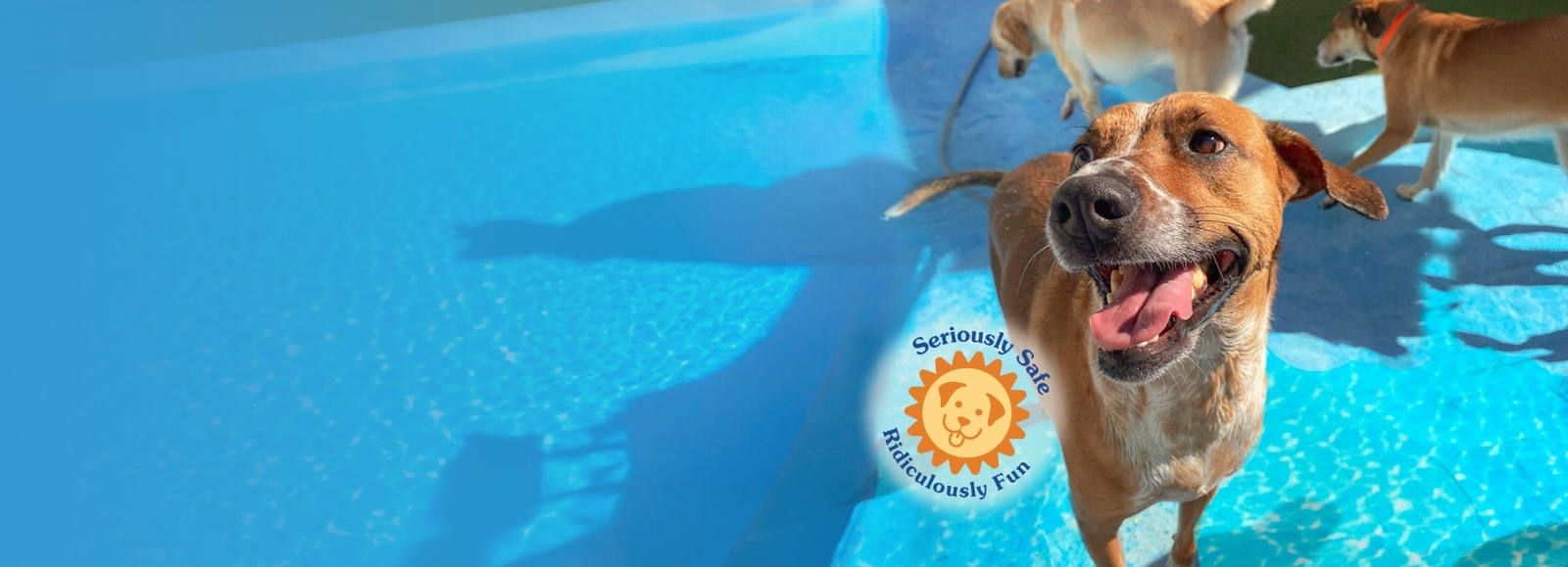 Dog Smiling playing in water