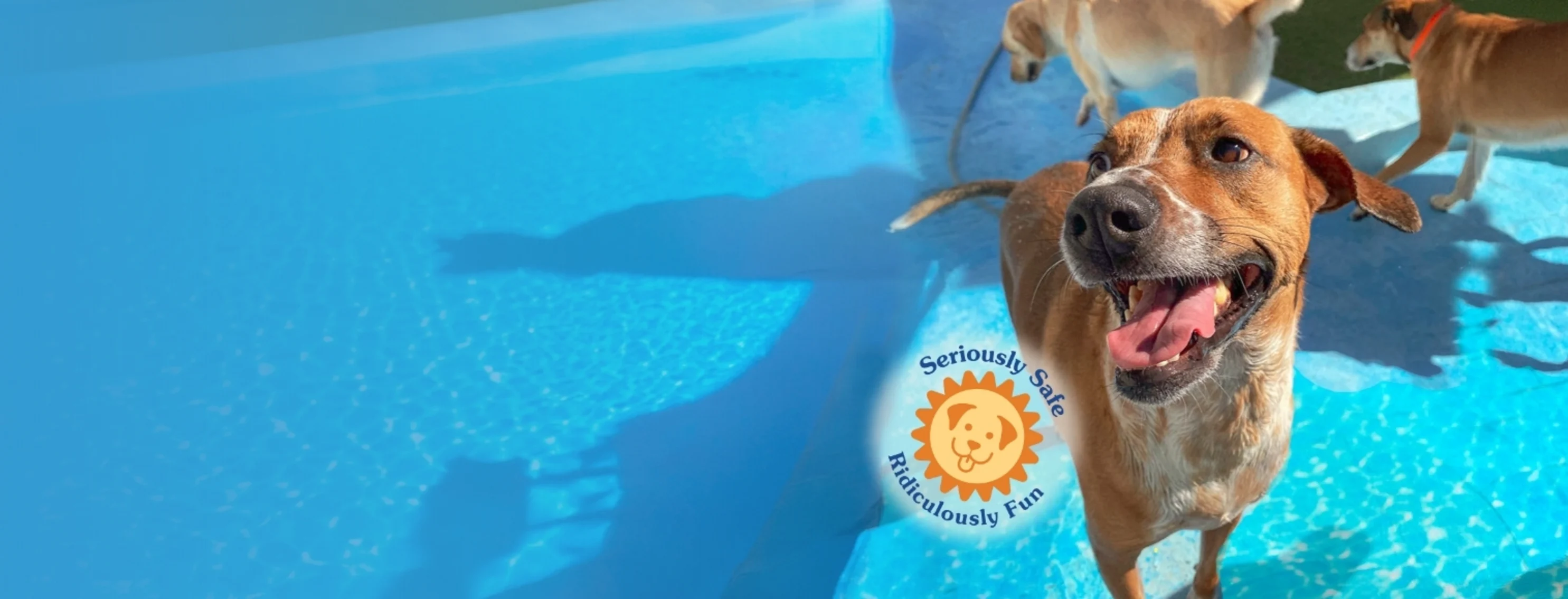 Dog Smiling playing in water Dog Smiling playing in water