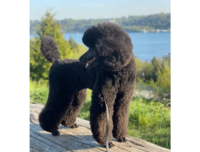 Monet dog poodle Monet dog poodle