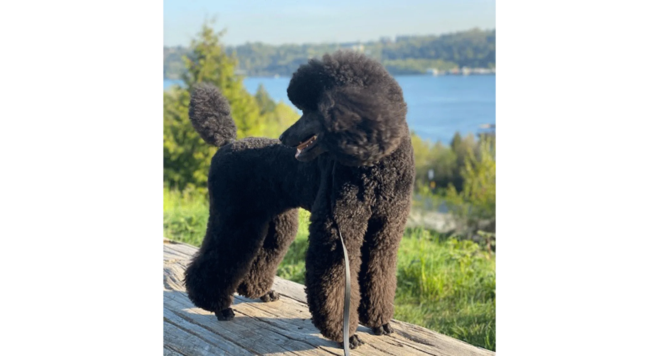 Monet dog poodle Monet dog poodle