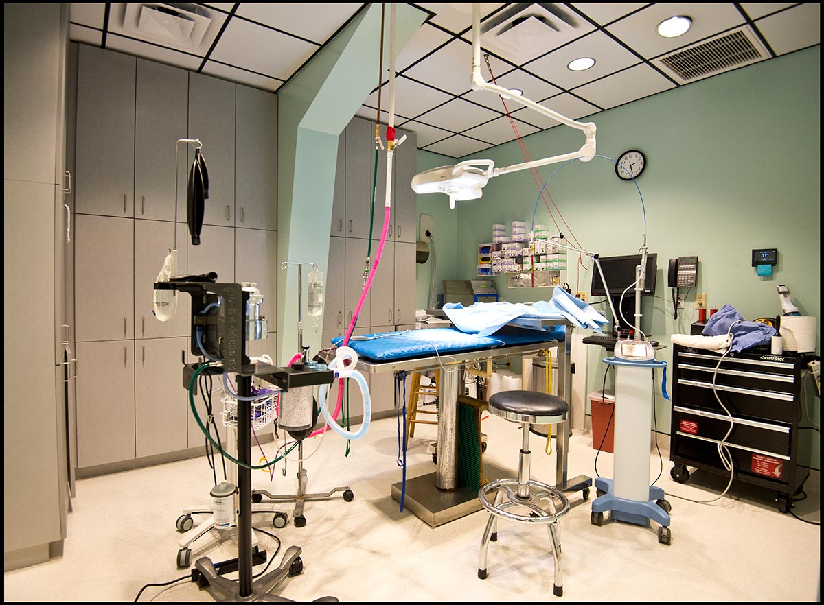 Ehrlich Animal Hospital and Arthritis Therapy Surgical Room