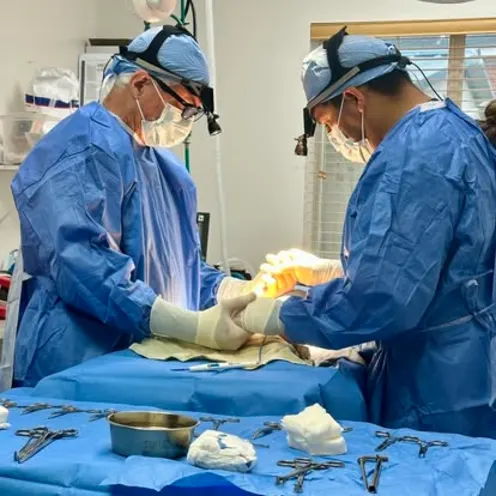 Two DVMs Working Together During Surgery Two DVMs Working Together During Surgery