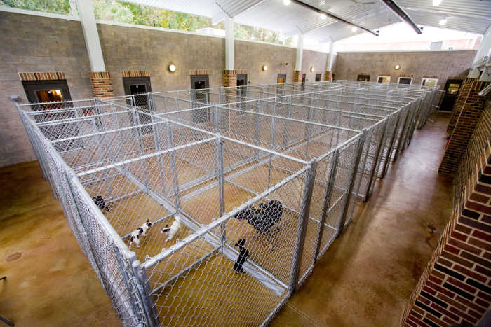 The indoor play area for dogs at Oakhurst Veterinary Hospital