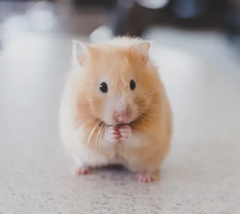 Hamster sitting on table Hamster sitting on table