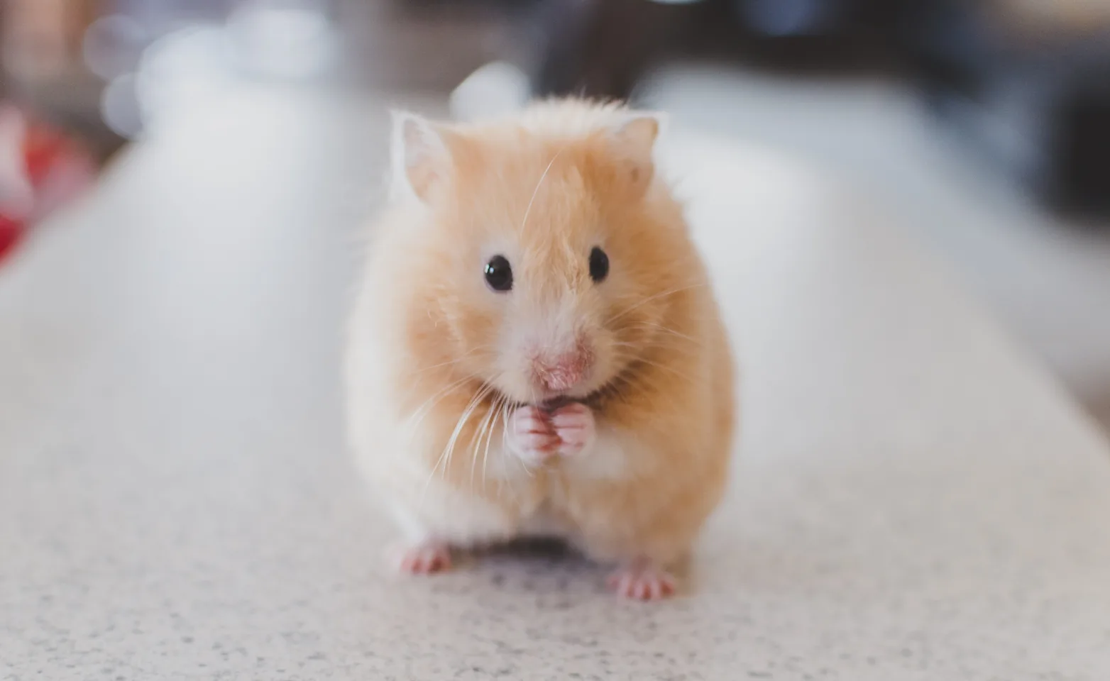 Hamster sitting on table Hamster sitting on table