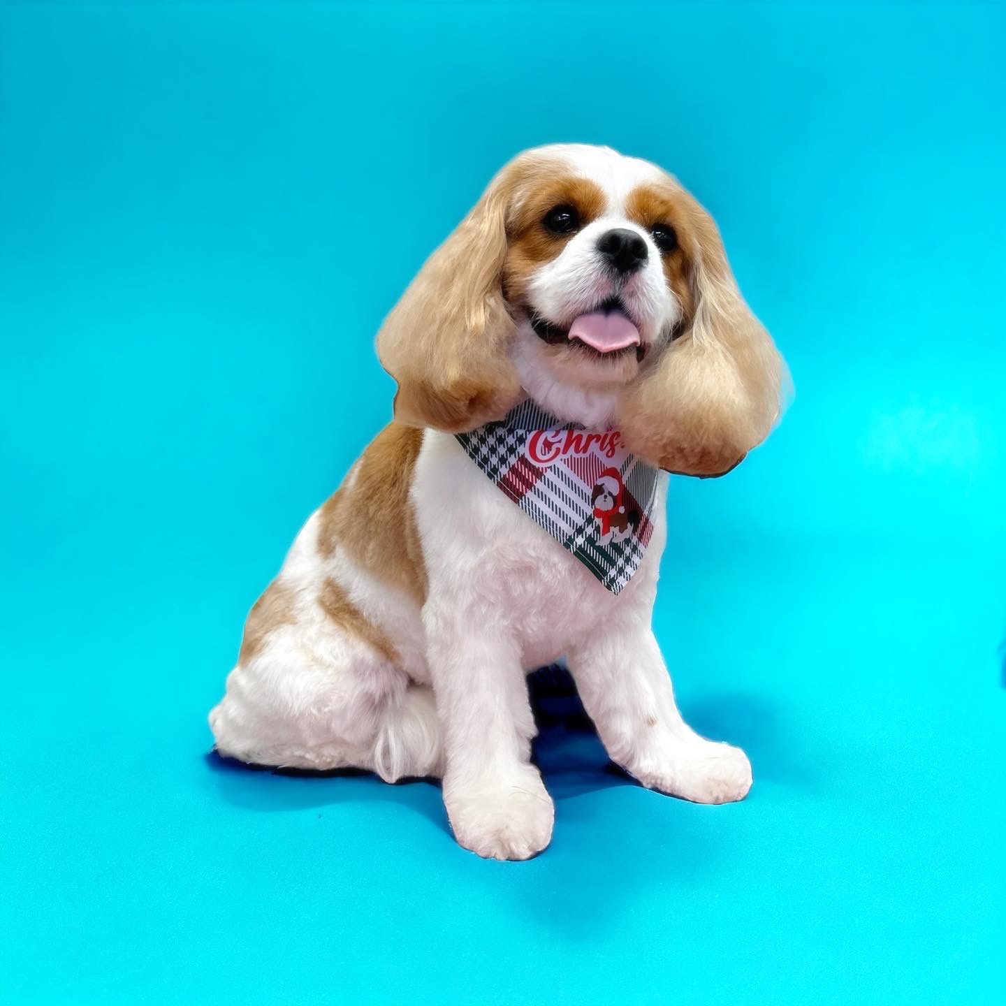 Groomed white and light-brown Spaniel smiling and wearing a bandana.