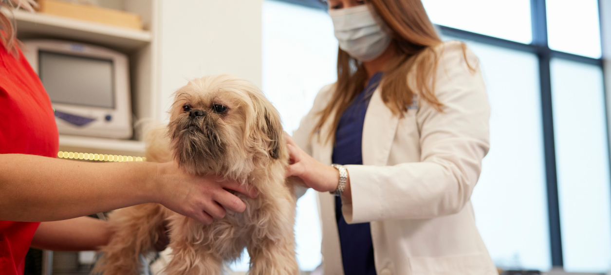 Vets Examining Dog's Fur