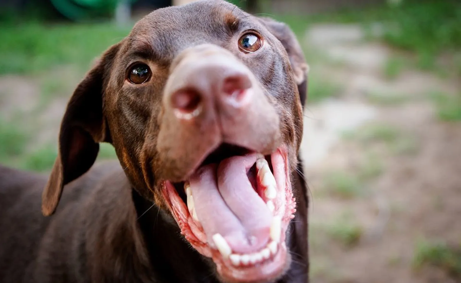 Dog smiling Dog smiling