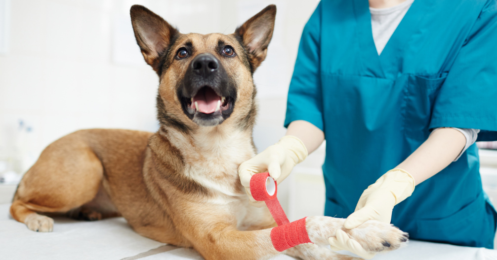 Northeast Indiana Veterinary Emergency (NIVES) - Urgent Care