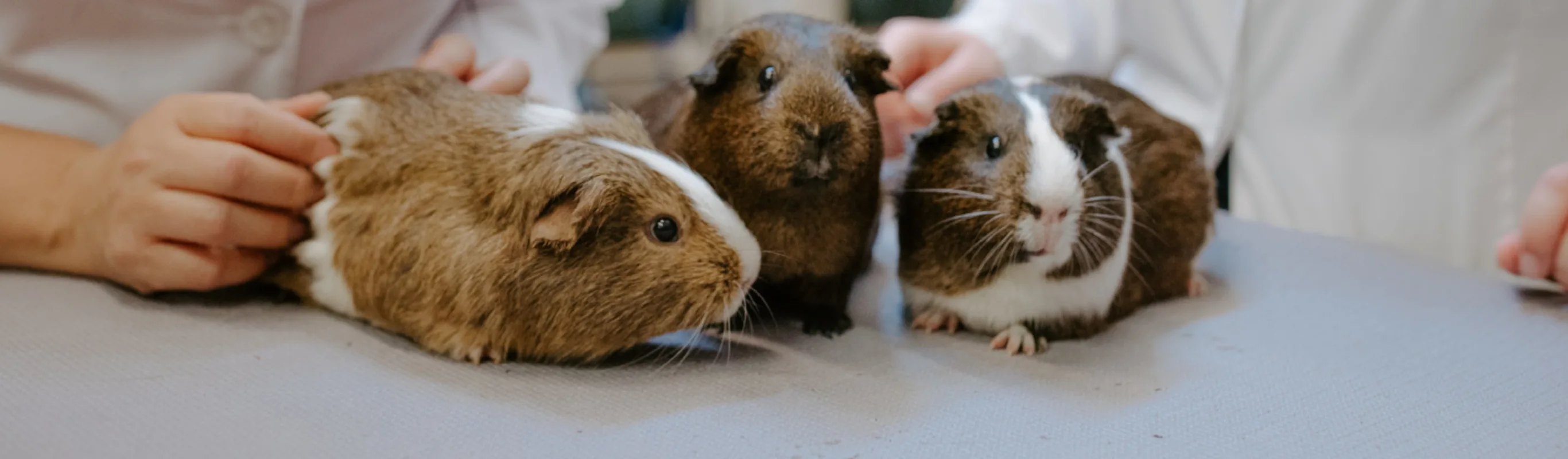 3 guinea pigs on a table