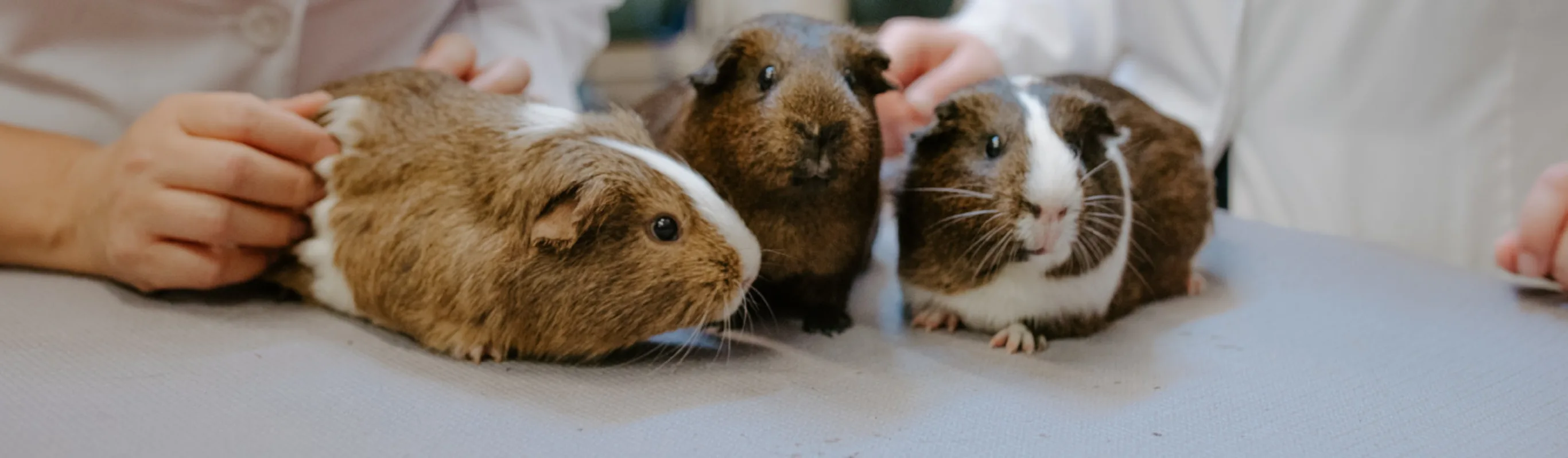 3 guinea pigs on a table 3 guinea pigs on a table