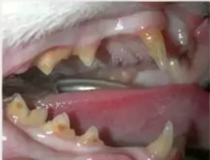Pet's teeth before surgery Pet's teeth before surgery