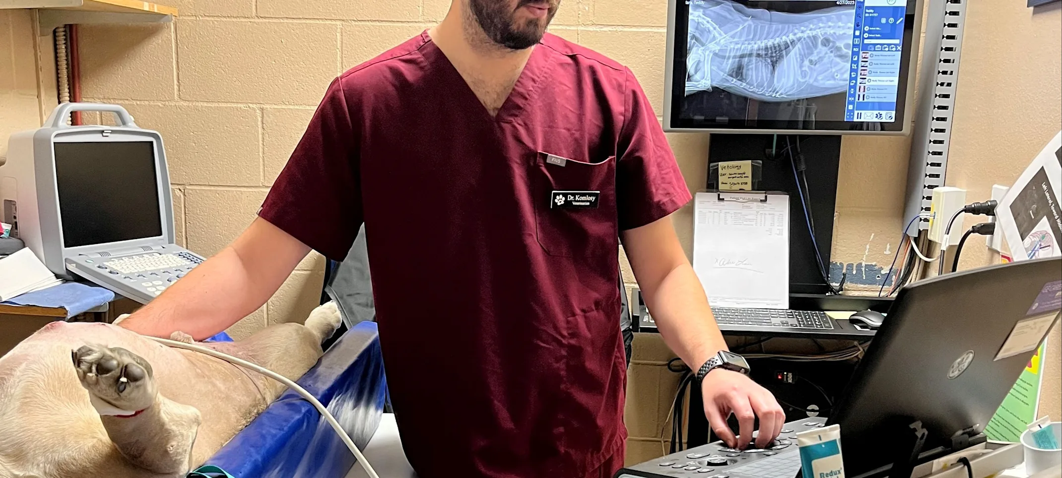 Staff Member taking ultrasound of dog in clinic room Staff Member taking ultrasound of dog in clinic room