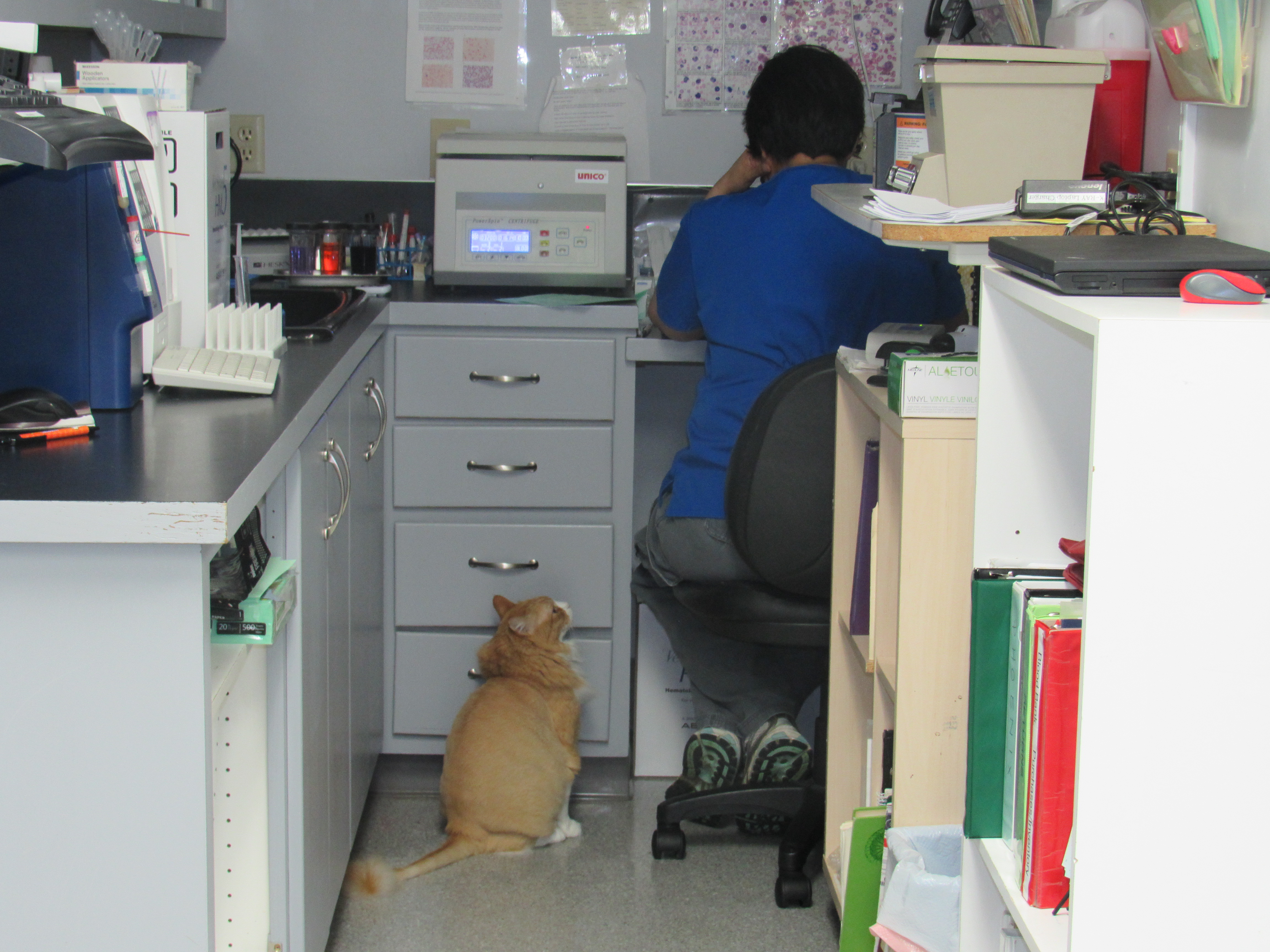 Cat in office