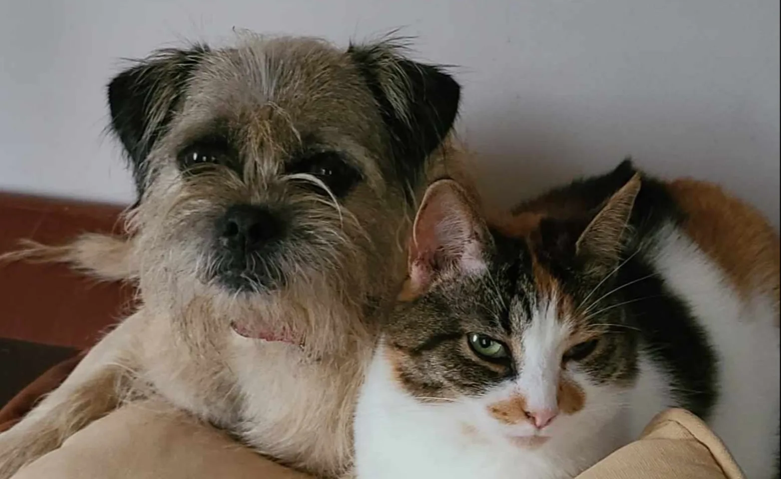 dog and cat sitting on sofa