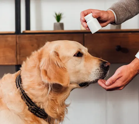 DOG TAKING PRESCRIPTIONS MEDICINE DOG TAKING PRESCRIPTIONS MEDICINE
