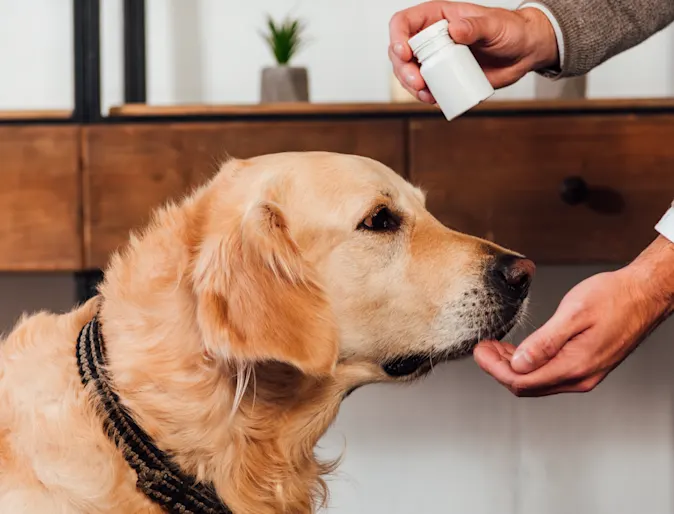DOG TAKING PRESCRIPTIONS MEDICINE DOG TAKING PRESCRIPTIONS MEDICINE